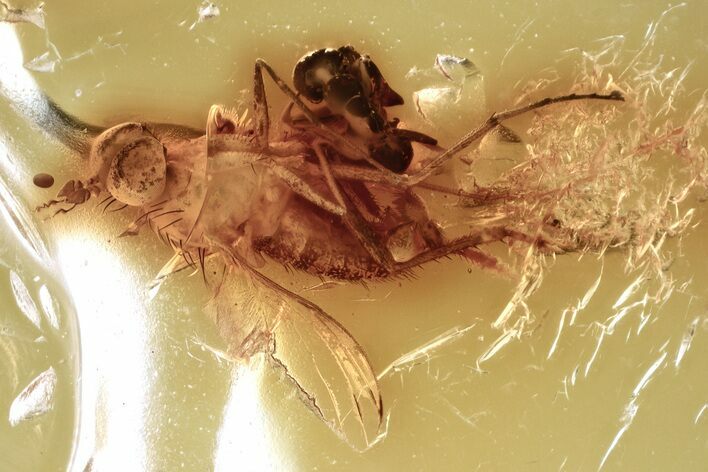 Detailed Fossil Long-Legged Fly and Ant in Baltic Amber #372580